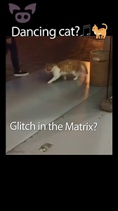 Dancing Cat Glitch? 🎵🐈 #Shorts | Slapped Ham