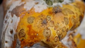 Detail Ornamental Gourds Which Moldy 库存影片视频（100% 免版税）8441086 | Shutterstock