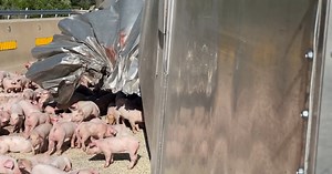 UPDATE: Semi-trailer carrying pigs crashes on I-15 near Wolf Creek