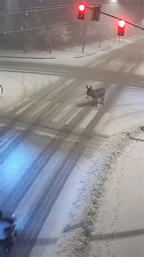 present wild on Instagram: "日本利用压电瓷砖将脚步转化为电能。这些瓷砖捕捉来自你脚步的动能。当你行走时,你的重量和动作会对瓷砖产生压力。瓷砖会轻微弯曲,从而产生机械应力。瓷砖内部的压电材料将这种应力转化为电能。每一步都会产生少量电荷,而数百万步结合在一起就能产生足够的电力来驱动 LED灯、数字显示屏和传感器。在像涩谷车站这样繁忙的地方,每天大约有240万个脚步为这一系统作出贡献。这些电能可以被储存或立即使用,从而减少对传统电力来源的依赖,并支持可持续的城市基础设施。这种方法将日常运动转化为实用的可再生能源 #日本 #知识 #事实 #你知道吗 #推荐#科技 #创新 #历史 #技术 #实验 #热门"