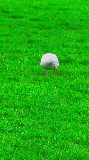 markmcneillphotography (@markmcneill23)’s videos with HARDTECHNO CHAOS - ZENTEX