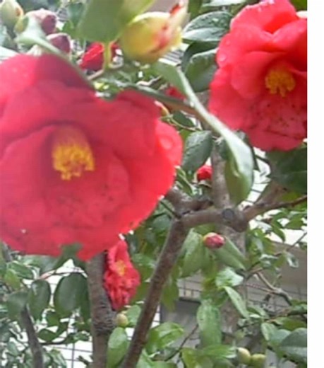 you made spring weep. then you grew to hate that very spring. you cast it away, abandoned. but there’s no replacing spring. you know that, don’t you?