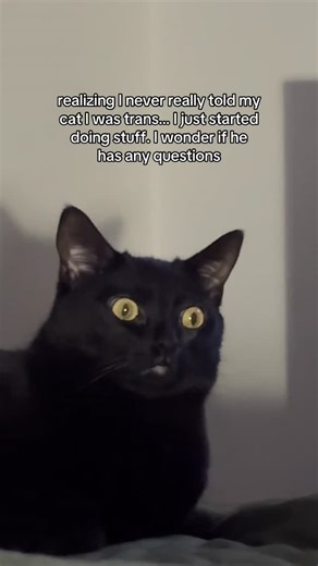 For Them on Instagram: "he seems to be chill about it tho 🤷⁠ ⁠ #trans #lol #cat"