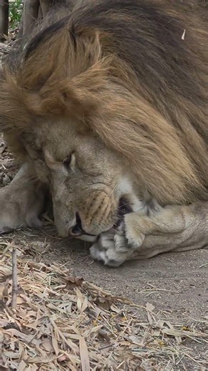 Lion's rare view!! #lion #lions #wildanimals #zoo #animals #pets #pet #bigcatswildlife #lionhead