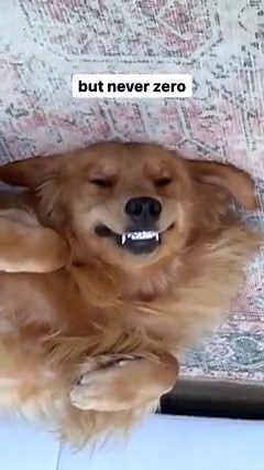 2.5M views · 63K reactions | You can't convince me that Todd is not straight from the upside down 驪  | Tucker Budzyn | Facebook