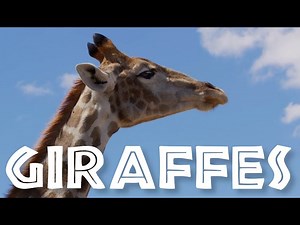[NEW/IMPROVED] All About Giraffes for Kids: Giraffe Video for Children - FreeSchool - Videos For Kids