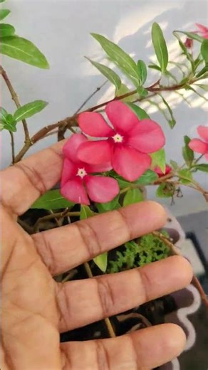Hanging vinca സുന്ദരി 😍🥰#trending #gardening #flowers #garden #vincaflower |