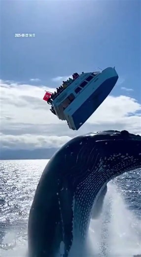 Giant Whale Launches Tour Boat Into the Sky… Then Slams It Back Down