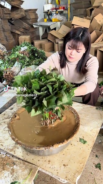 Video của Idea Management (@idea.management) với bản nhạc original sound - Idea Management