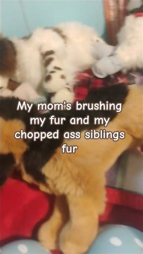 koda can I have my phone back now🙏😭