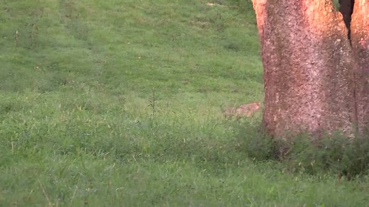 Coyote Hunting with Decoy Dogs | Working Dog Breeds for Predator Hunting