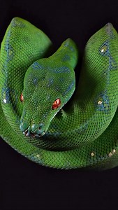 Check out these incredible looking green tree pythons from @cryptic.chondros! 💚✨ TRR is made possible by @rodentpro #greentreepython #moreliaviridis #reptile #herpetology #thereptilereportofficial | The Reptile Report