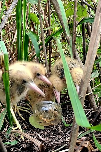 28K views · 667 reactions | Delivering Delicious Food To Baby Birds | Border Birds | Facebook
