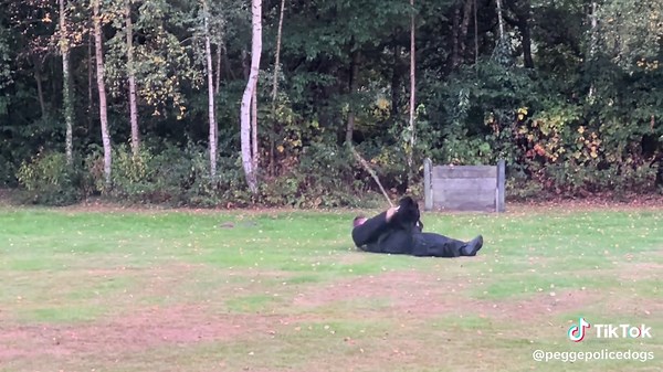 Hans Pegge Policedogs op TikTok