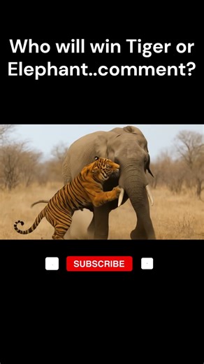 Tiger brings Elephant down : Who Wins? 🐅🐘 #shorts
