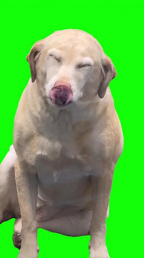 Green Screen Smiling Dog Meme #greenscreen #greenscreenvideo #dog #dogmeme #dogmemes