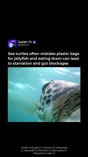 Why Sea Turtles Eat Plastic 🐢