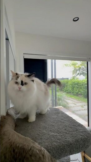 The Truly Majestic Ragdoll Cat