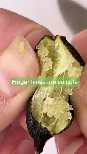 Finger Lime: The Caviar of Citrus | Howtowithjessie