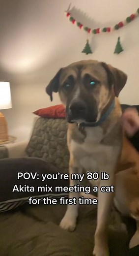 Akita Mix Meets a Cat for the First Time - Hilarious!