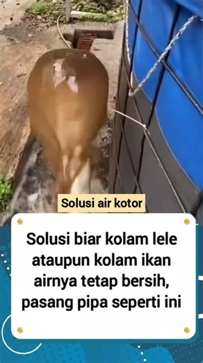 Cara agar air kolam jadi jernih
