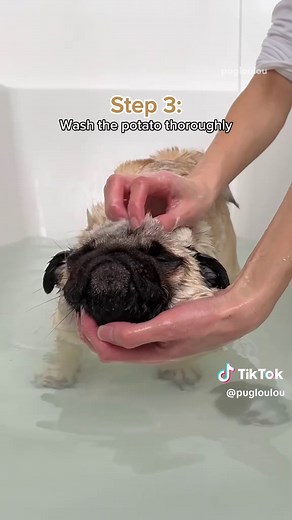 How to wash a (very muddy) potato 🥔🛁 #pug #dog #dogsoftiktok #pugsoftiktok