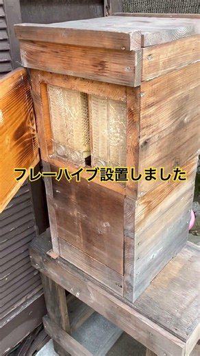 フローハイブ設置しました。 #ニホンミツバチ #日本蜜蜂 #日本ミツバチ #bee #はちみつ #ミツバチ #分蜂 #フローハイブ
