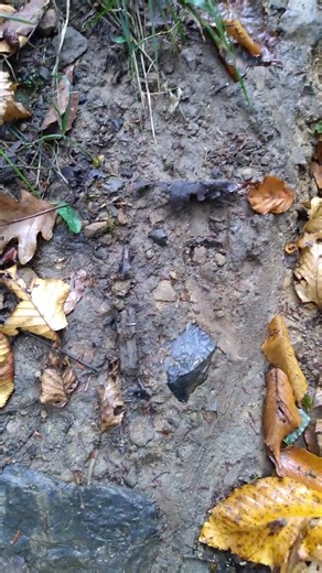 Pentacre laurel fork blue creek there's a large flint and chert outcropping here . There is also a good Lil fall they used to sit by and knap tools. Here are some remnants exposed by logging . Notice they are embedded in the ground and tree roots . My mother told me when she was young she lived at the mouth of this run .her fridge was the coal mine next to thier dirt floored shanty . She said her uncle woukd dig in the bottom here and find artefacts to sell for food. Mom was told she may be a de
