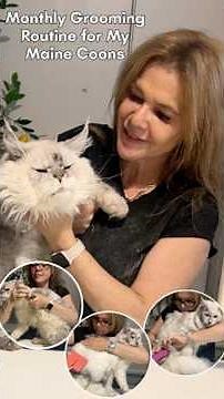 Monthly Grooming Routine for Our Maine Coons #mainecoon