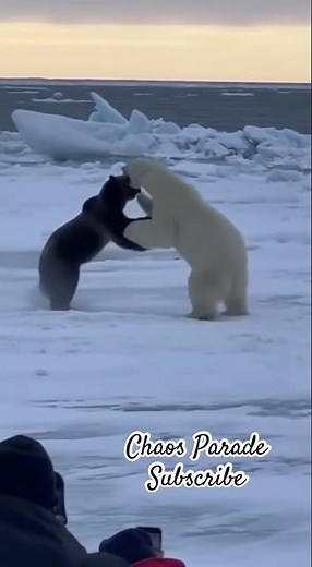 Polar Bear Meets the Black Grizzly… WHO WINS?! 😱