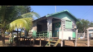 Life in the Amazon rainforest