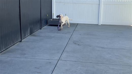Meet Nanuk 💗 Nanuk is a 1 year old smaller yellow lab pup who is looking for his forever home. Nanuk is in S Ca. Please visit www.pupsandpals.net for more information. Isn’t he too silly? | Pups and Pals