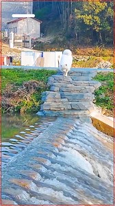 19K views · 262 reactions | Master Navigator | I Support Animal Rescue | Facebook