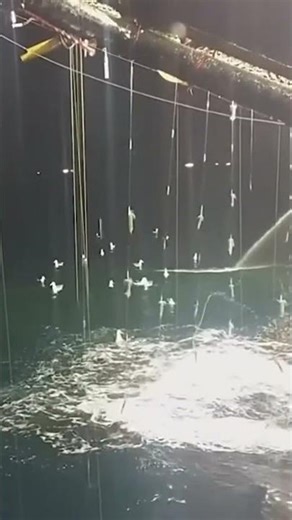 Fishing trips | These night-time squid fishing boats are truly modern!