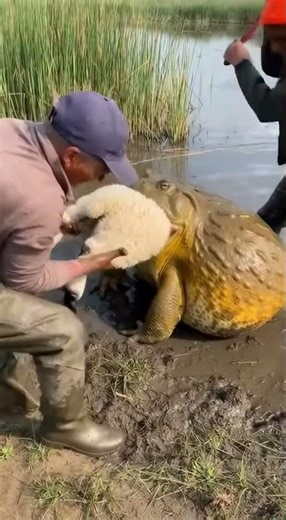 GIANT TOAD SWALLOWS SHEEP WHOLE! 😱