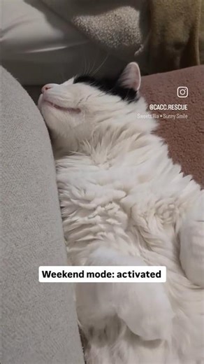 Adopt a weekend cuddle buddy 😺🐶🐾 Check our website to see available rescues #adoptdontshop