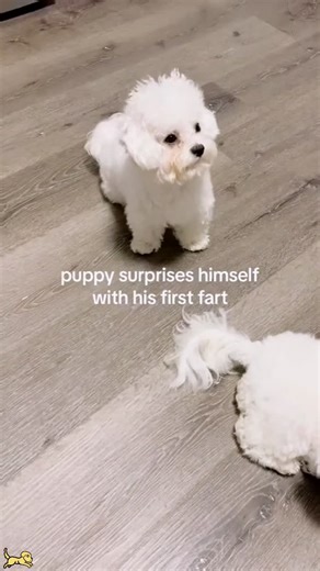 Why Everyone Loves Maltese Dogs