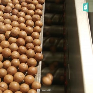 3.7K views · 31 reactions | The Processing Plant of Macadamia Nuts Inside The Plant | Engineering Facts | Facebook