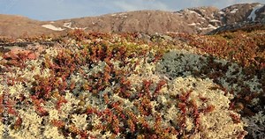 Arctic Tundra lichen moss close-up. Found primarily in areas of Arctic Tundra, alpine tundra, it is extremely cold-hardy. Cladonia rangiferina, also known as reindeer cup lichen.