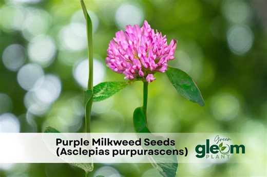 50 Purple Milkweed Seeds (asclepias Purpurascens) | Rare Wildflower Seeds | Butterfly Garden | Hardy Perennial - Etsy