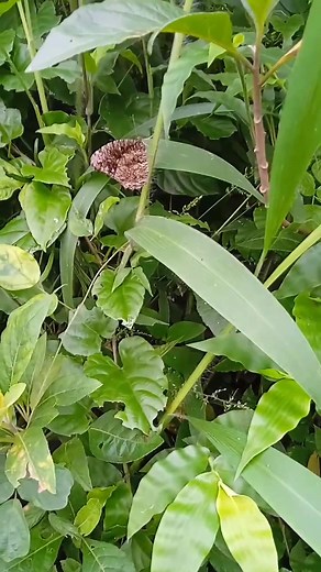 does anyone know the name of this butterfly species? | Luq