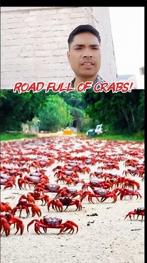 Road Full of Crabs!🫢#shorts #facts #viral