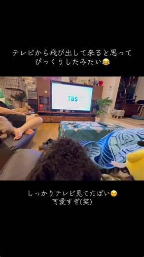 テレビ見ていてびっくりしたあるくん😂❤️ #トイプーのあるくん #びっくり#テレビみる犬