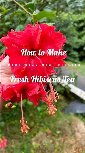 Hibiscus Tea using Fresh Flowers #teatime #hibiscus tea #usvirginislands