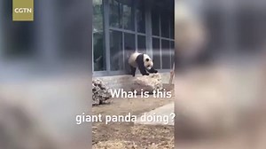 This is the amusing moment a giant panda pees like a dog in Chengdu Zoo in southwest China’s Sichuan Province. The video shows a panda lifting one of its legs to pee. | CGTN
