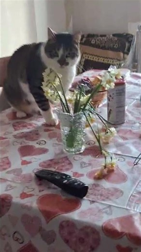 Cat Musi. #catmusimemory #mylovelyanimals #mydarlingcats