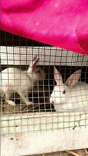 gabha hai dil mein bahca #hindisong ...m