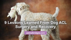 9 Lessons Learned From Dog ACL Surgery and Recovery