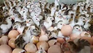 15K views · 168 reactions | Royal Purple Guinea hatching out. https://www.cacklehatchery.com/royal-purple-guinea.html | Cackle Hatchery | Facebook