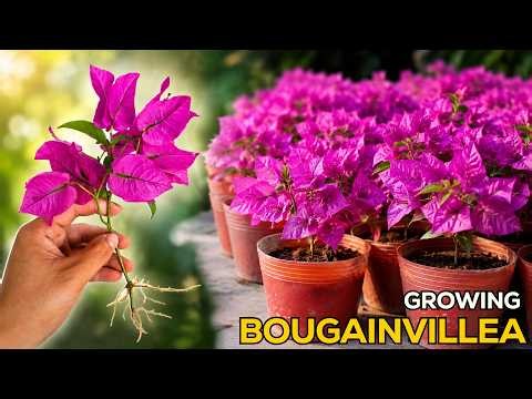 How to Grow Bougainvillea from Cuttings | Easy Propagation Method with Strong Roots